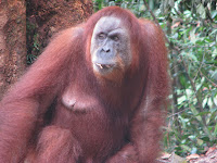 Indonésie - Sumatra, díl třetí